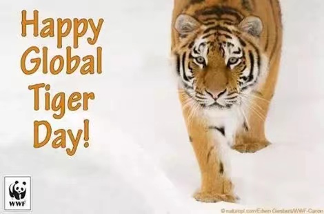 The World Celebrates World Tiger Day