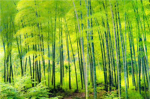 Бамбук — экологически чистый материал, пригодный для вторичной переработки.