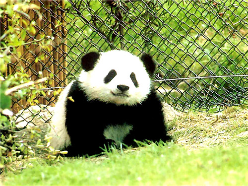 GOURMAID dia manolotra Cheng du Research Base amin'ny Fiompiana Panda Giant